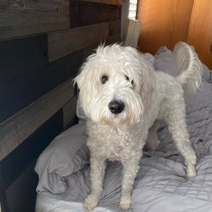 Meet your Posher, Lindsay